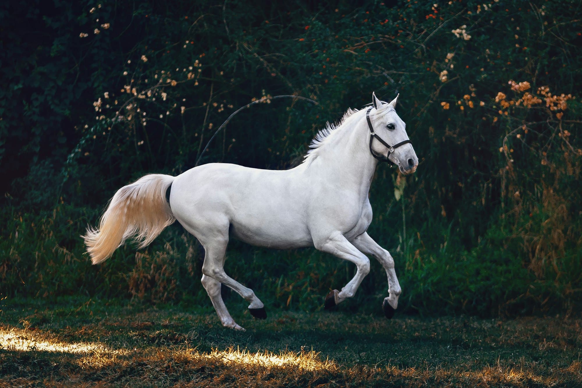 A grey horse at canter in long evening grass