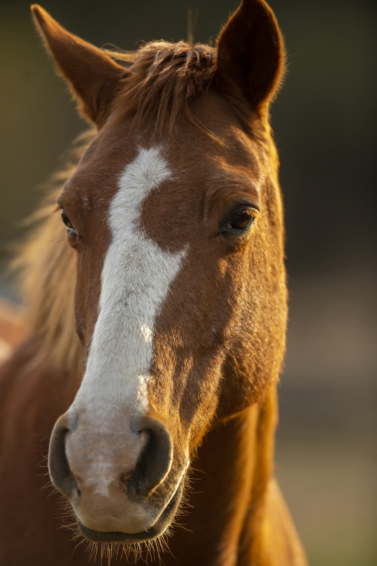 Horses at rest